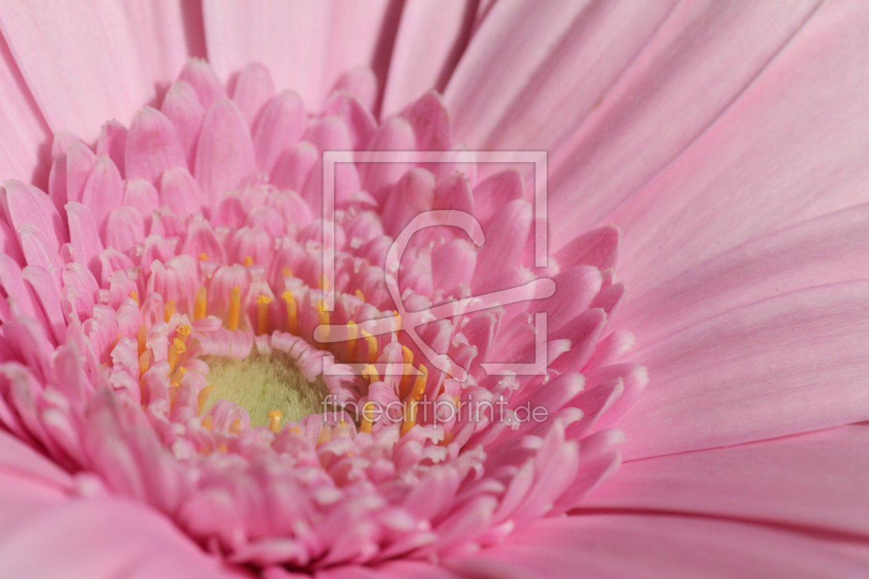 Bild-Nr.: 12733827 Gerbera  erstellt von Gerhard Albicker