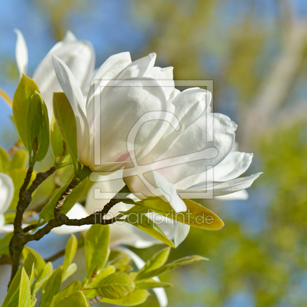 Bild-Nr.: 12733951 Magnolien erstellt von Atteloi