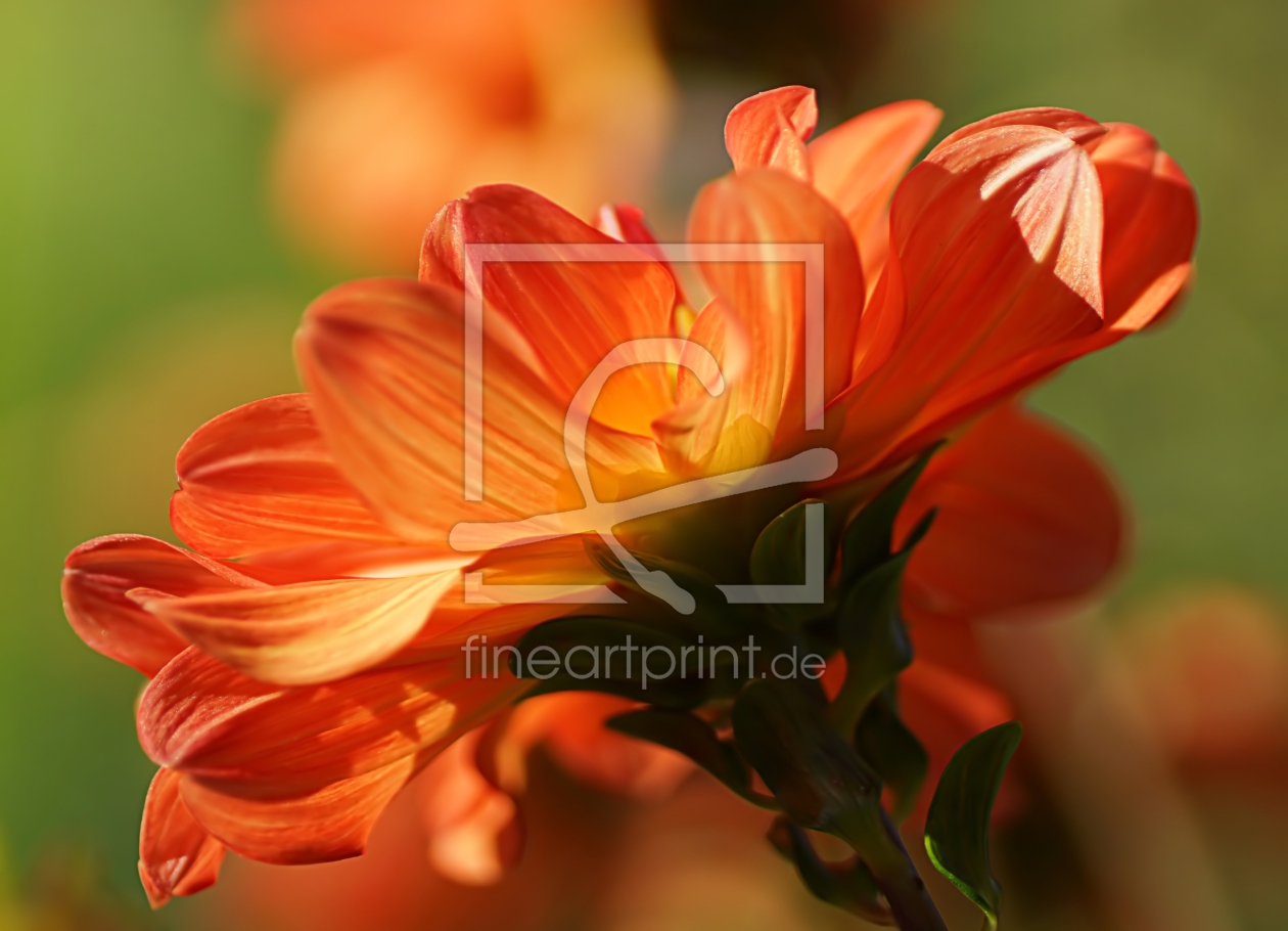 Bild-Nr.: 12734362 Dahlia erstellt von youhaveadream