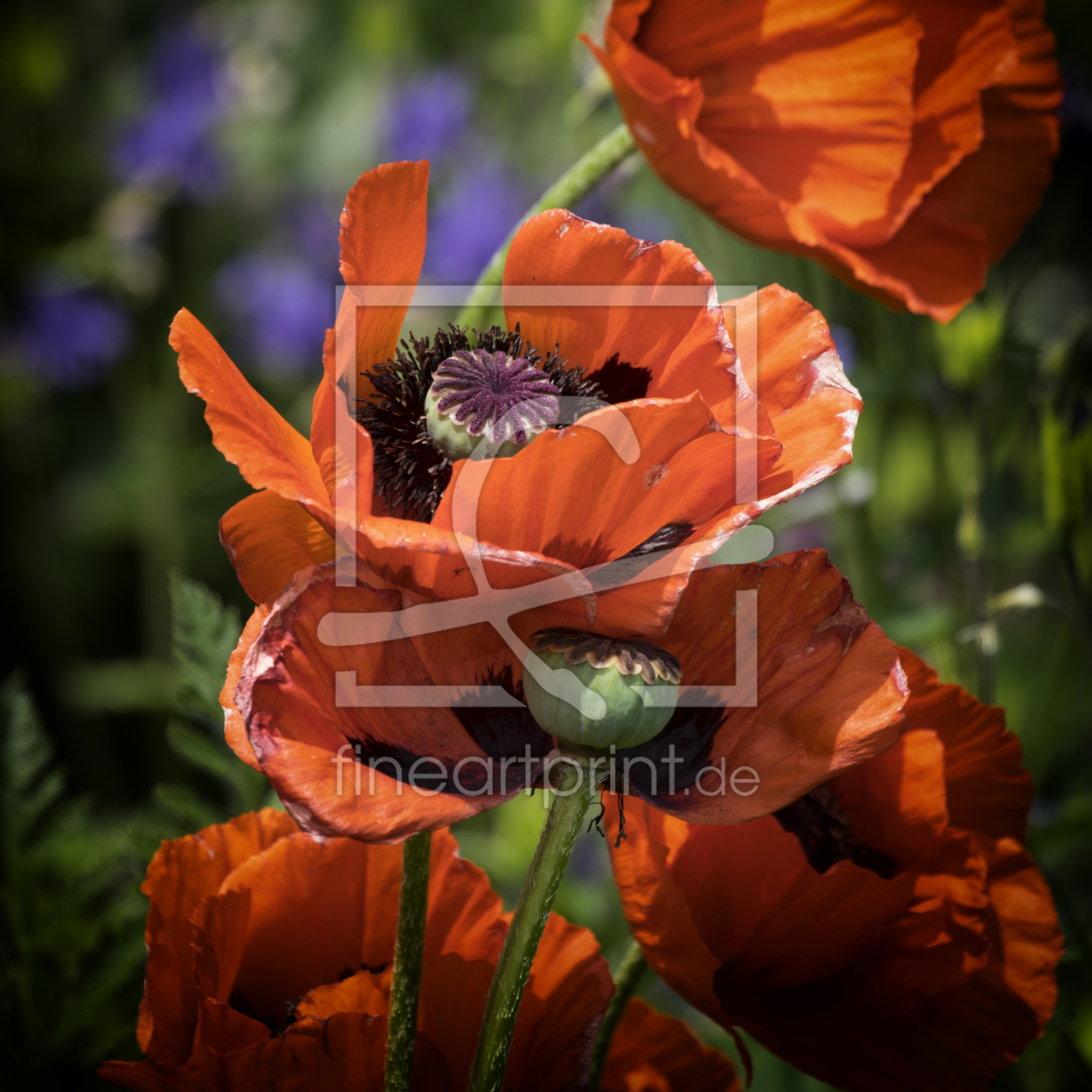 Bild-Nr.: 12734704 Mohn Bildnis erstellt von XYRIUS