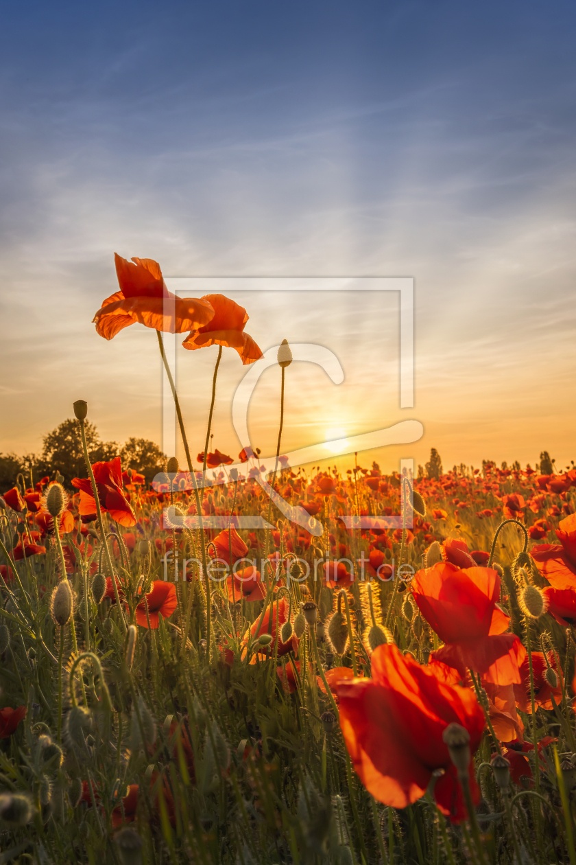 Bild-Nr.: 12734751 Mohnblumen im Sonnenuntergang erstellt von Melanie Viola