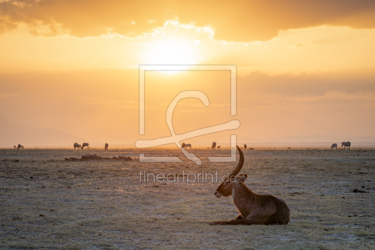 Bild-Nr.: 12734957 Impala Antilope im Amboseli Nationalpark in Kenia erstellt von eyetronic
