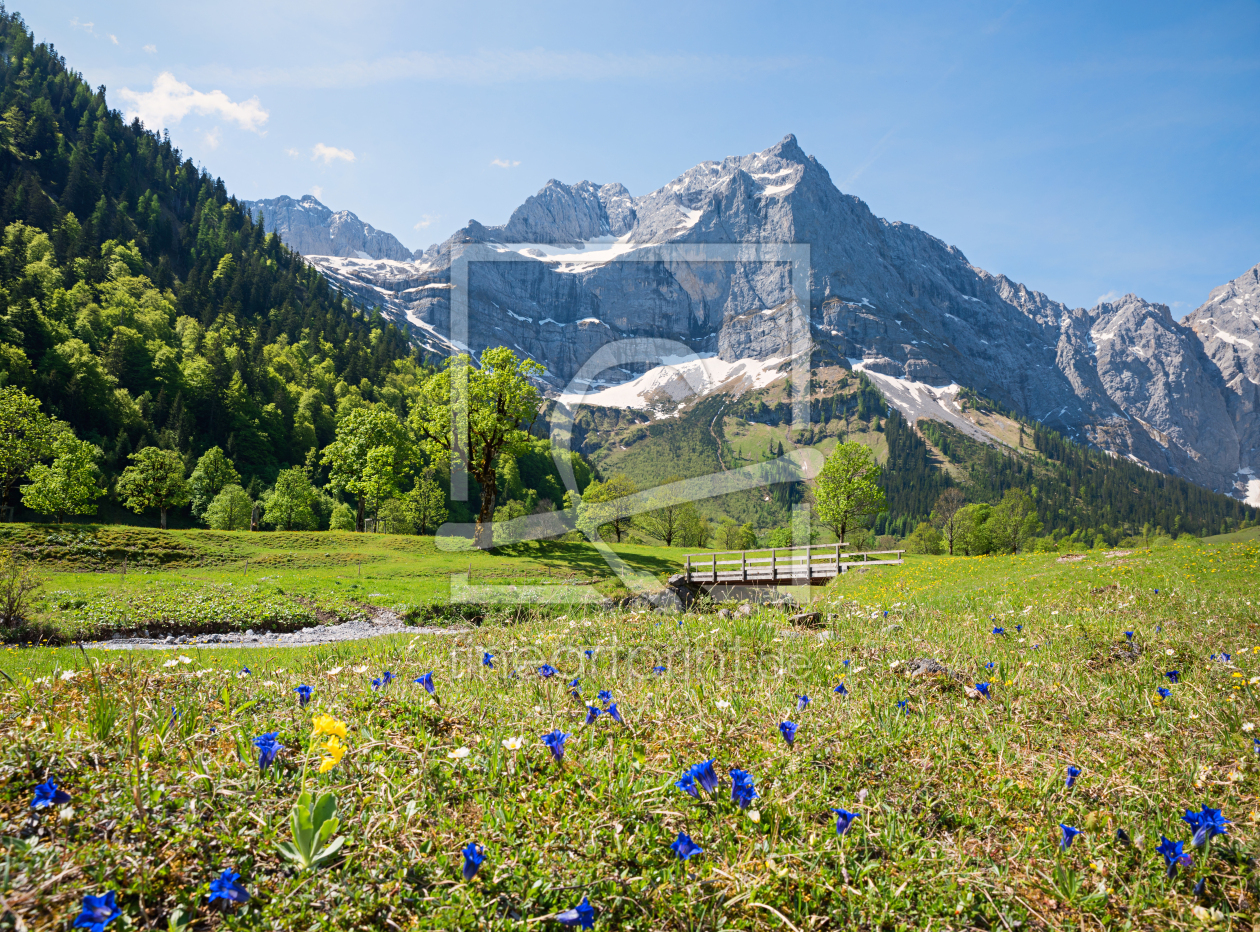 Bild-Nr.: 12734964 Enzianwiese im Karwendel erstellt von SusaZoom