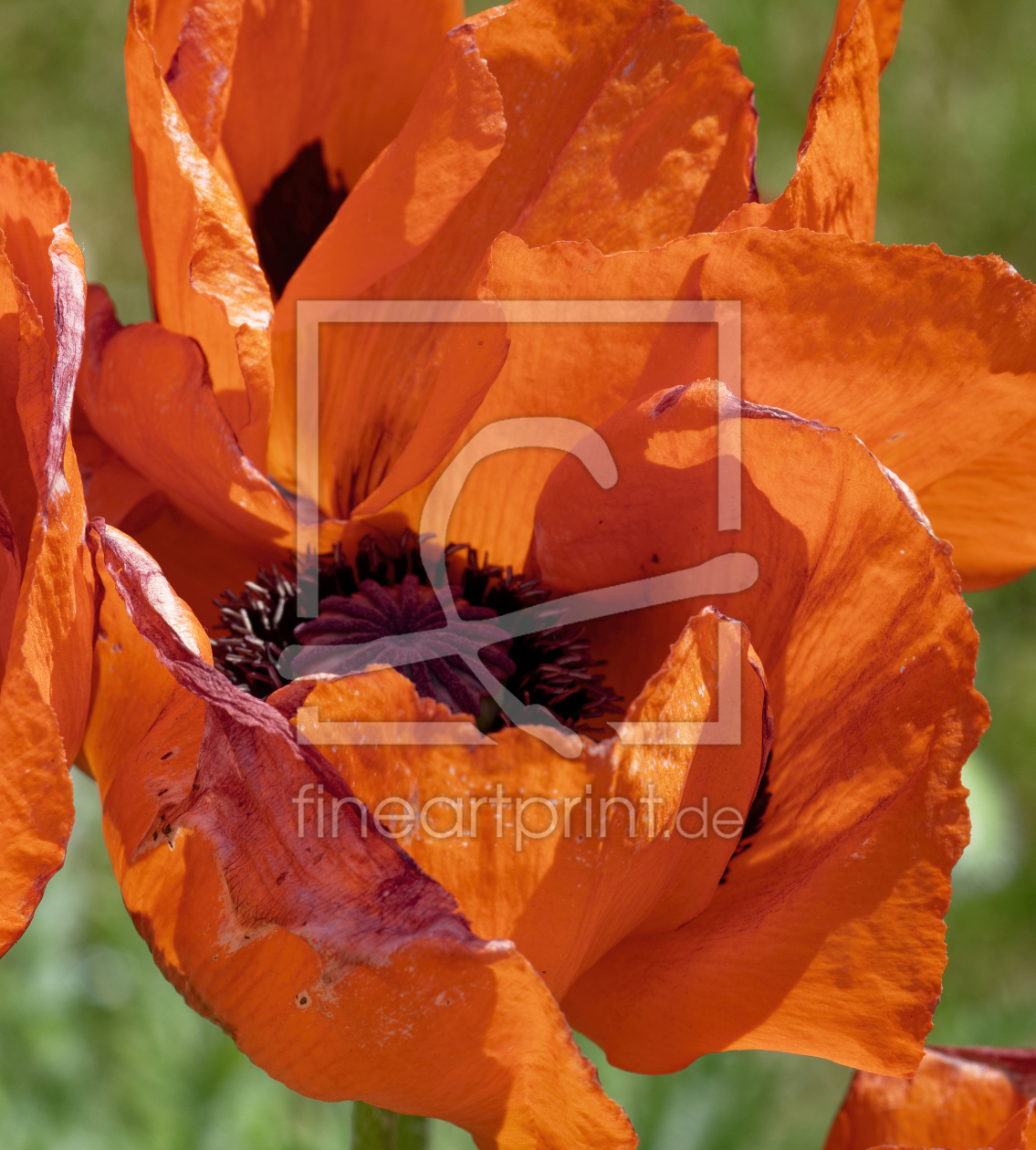Bild-Nr.: 12735103 Mohn Kelch erstellt von XYRIUS