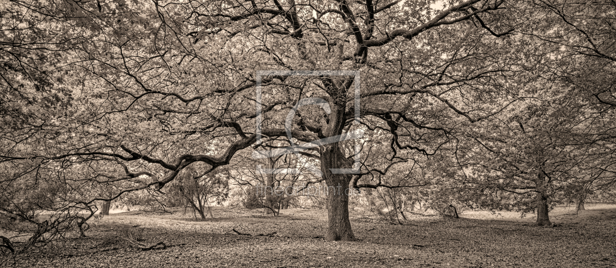 Bild-Nr.: 12735193 Simply Baum erstellt von XYRIUS