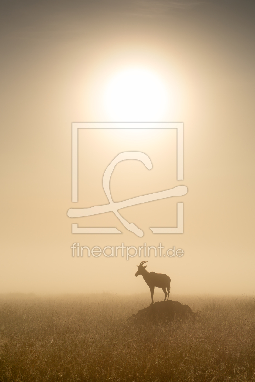 Bild-Nr.: 12735234 Topi Antilope in der Masai Mara erstellt von eyetronic