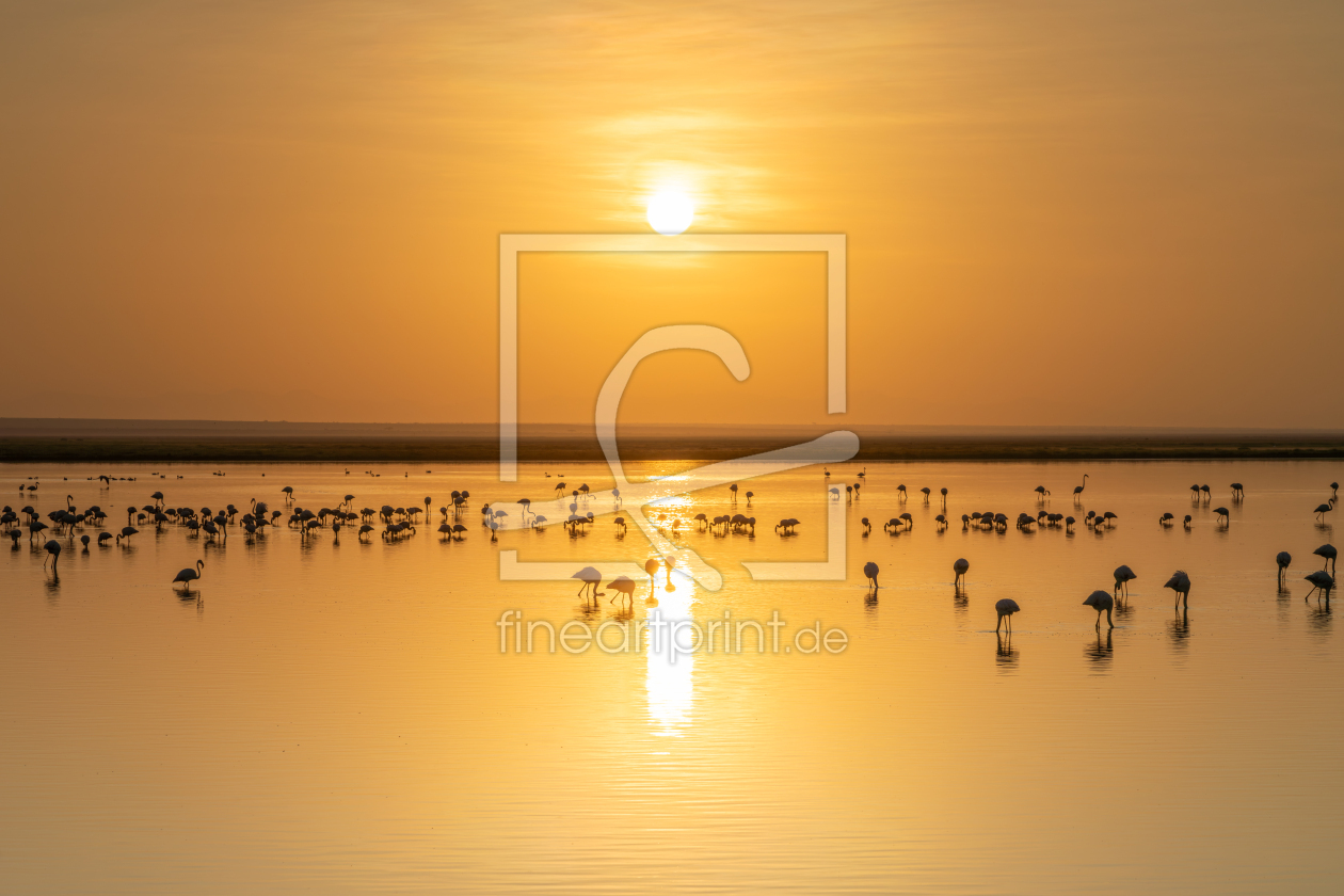 Bild-Nr.: 12735241 Flamingos im Amboseli Nationalpark in Kenia erstellt von eyetronic