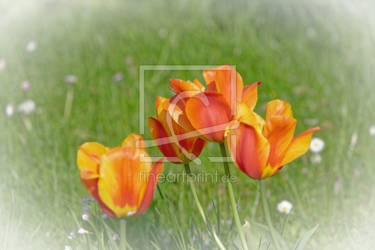 Bild-Nr.: 12735346 Tulpen erstellt von XYRIUS