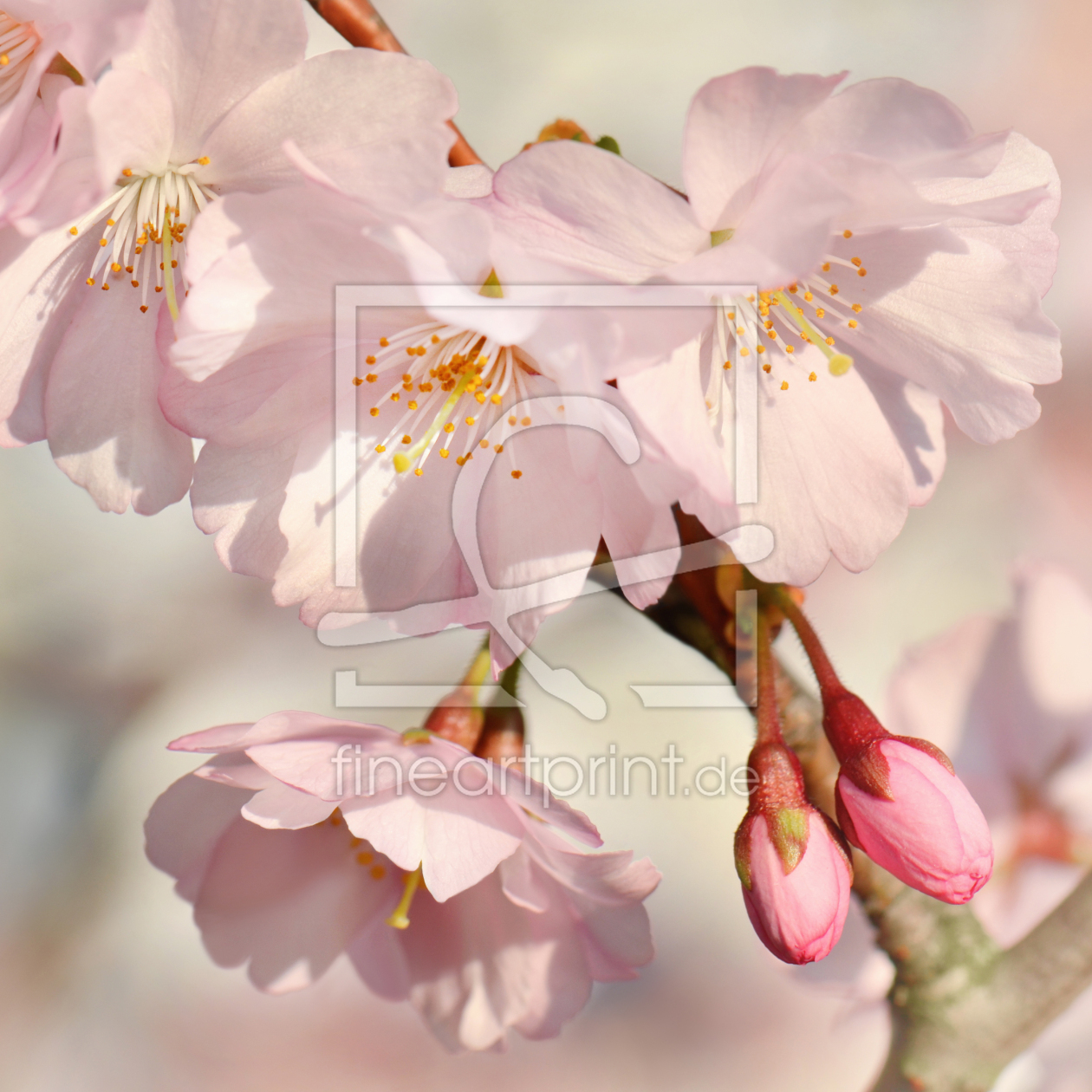 Bild-Nr.: 12735844 Kirschblüten erstellt von Atteloi