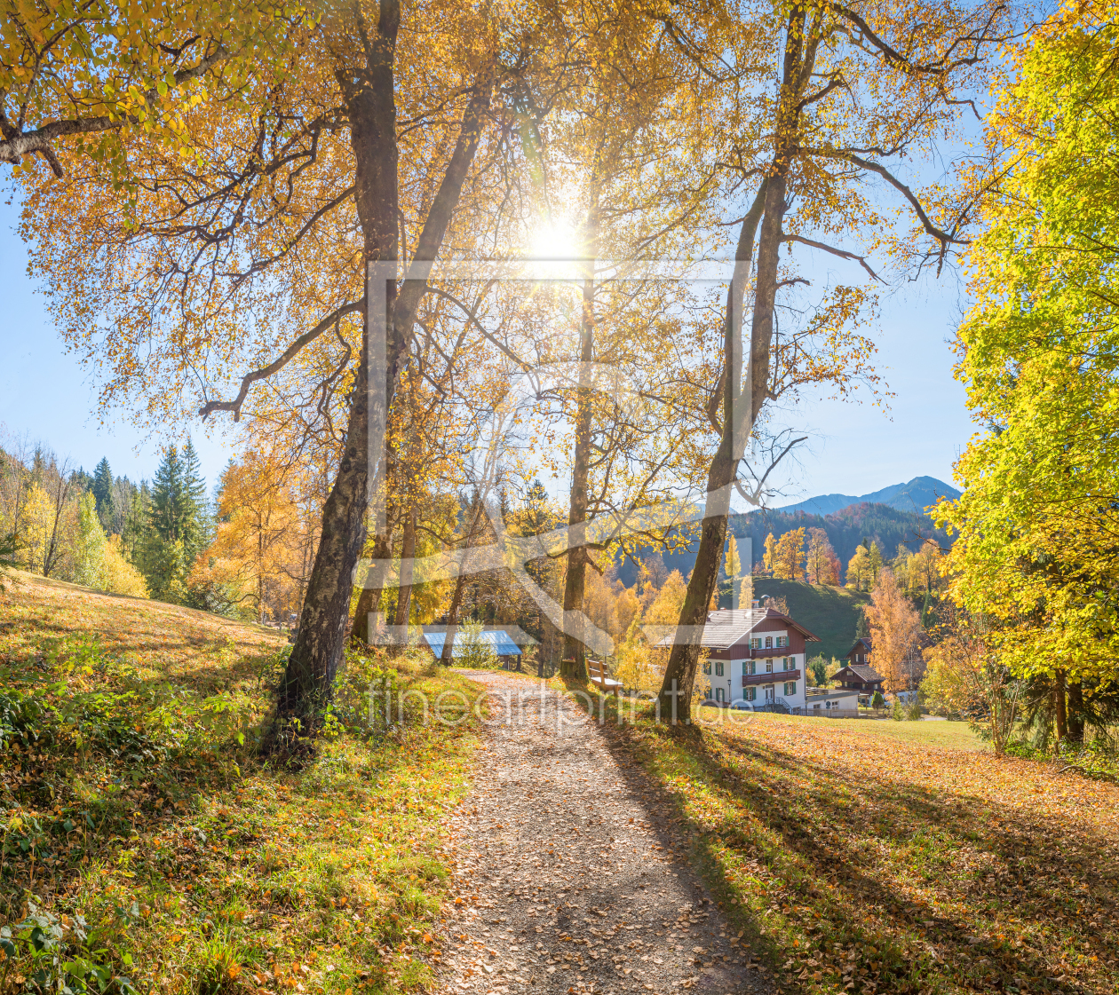 Bild-Nr.: 12735942 Herbstliche Birkenallee erstellt von SusaZoom