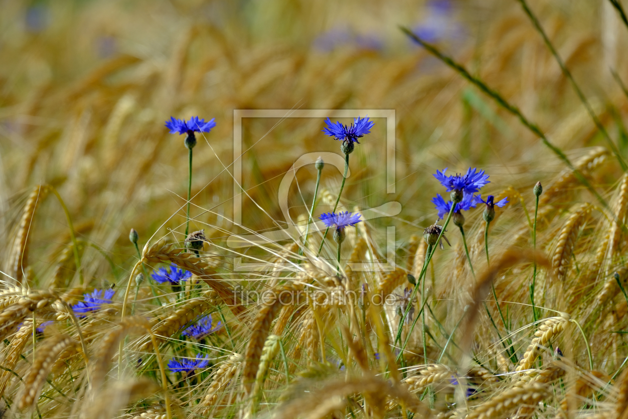 Bild-Nr.: 12736020 Kornblume  erstellt von Gerhard Albicker