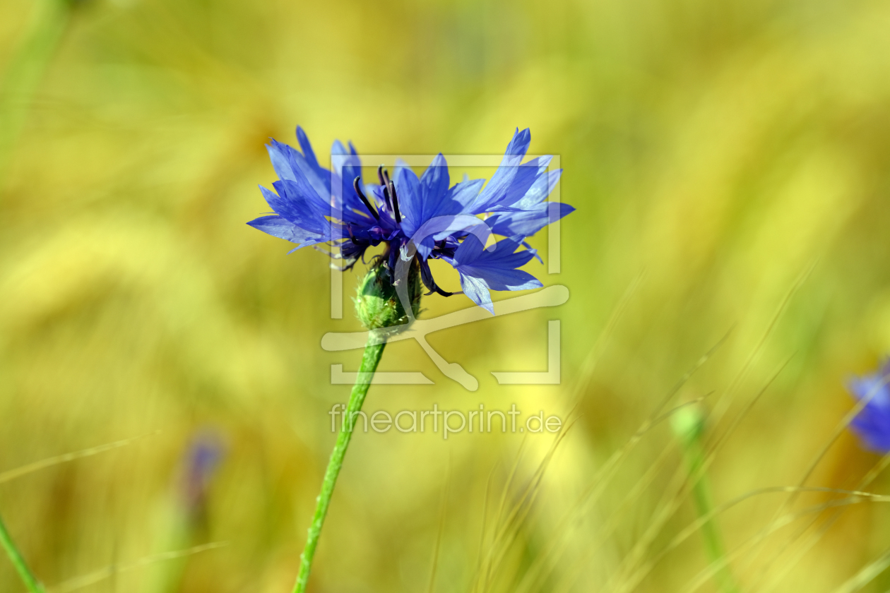 Bild-Nr.: 12736021 Kornblume erstellt von Gerhard Albicker