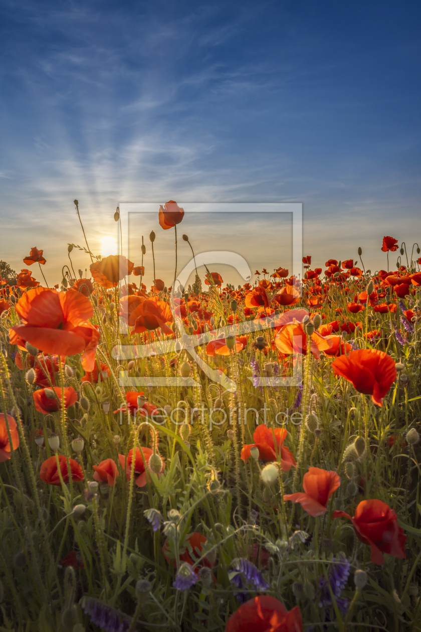 Bild-Nr.: 12736233 Wunderschöner Sonnenuntergang in einem Mohnfeld erstellt von Melanie Viola