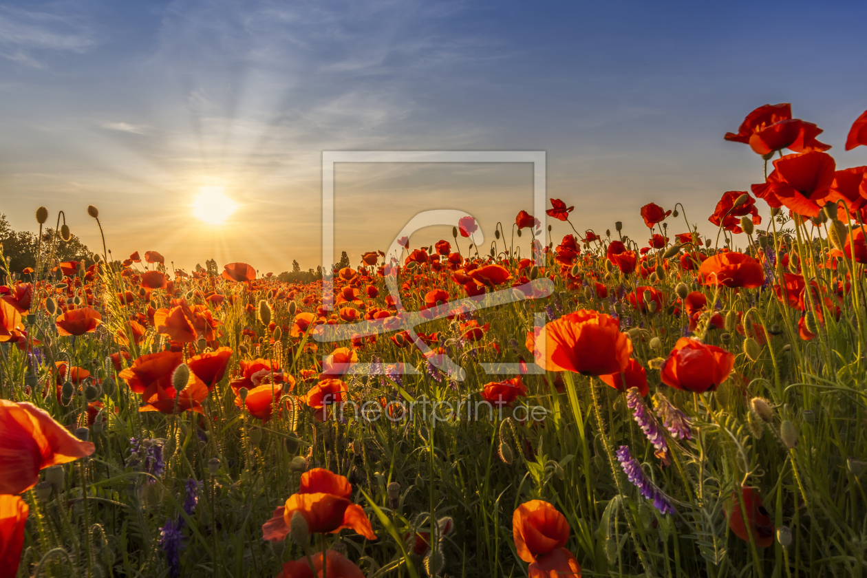 Bild-Nr.: 12736234 Sonnenuntergang mit herrlichen Mohnblumen erstellt von Melanie Viola