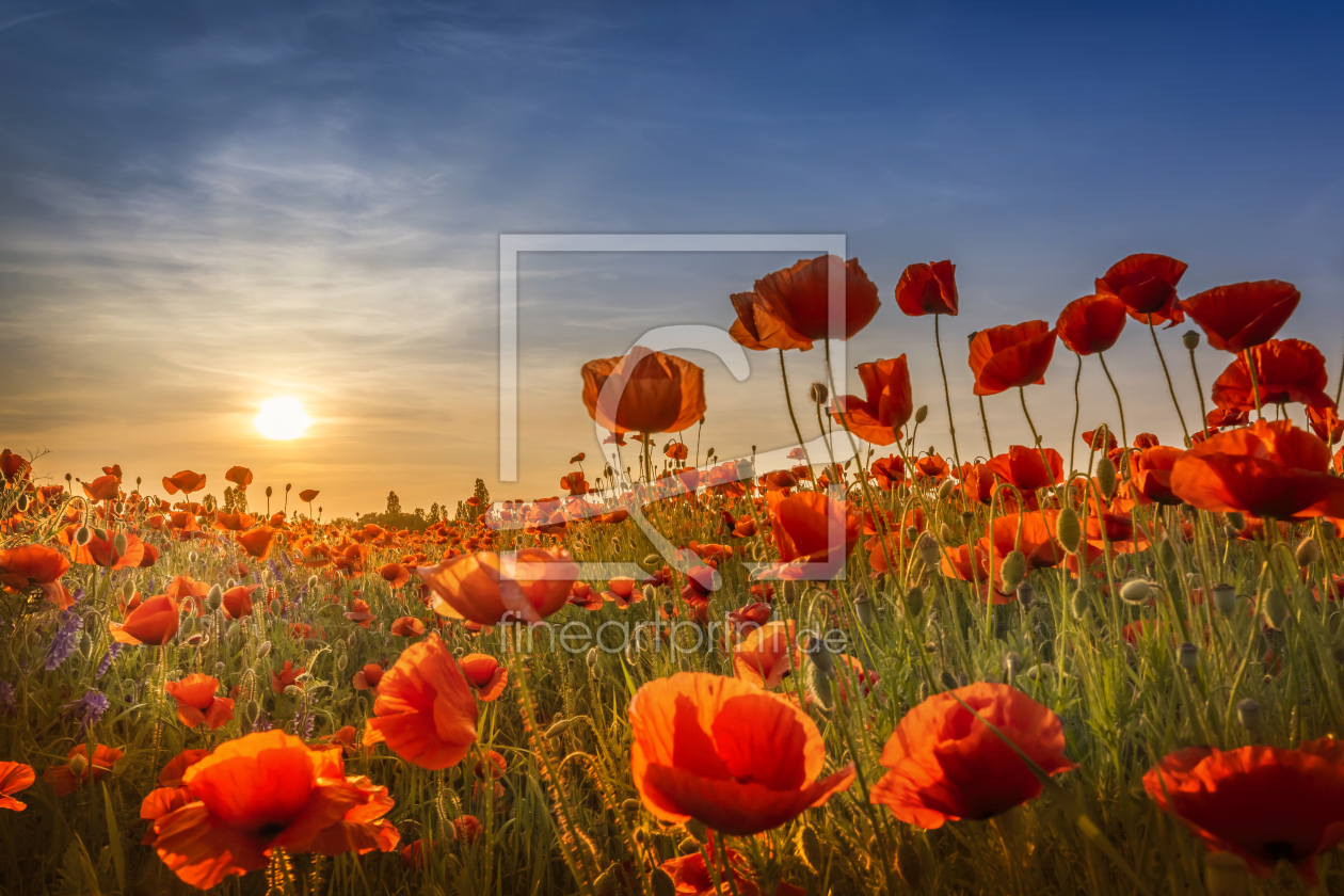Bild-Nr.: 12736522 Mohn im Sonnenuntergang erstellt von Melanie Viola