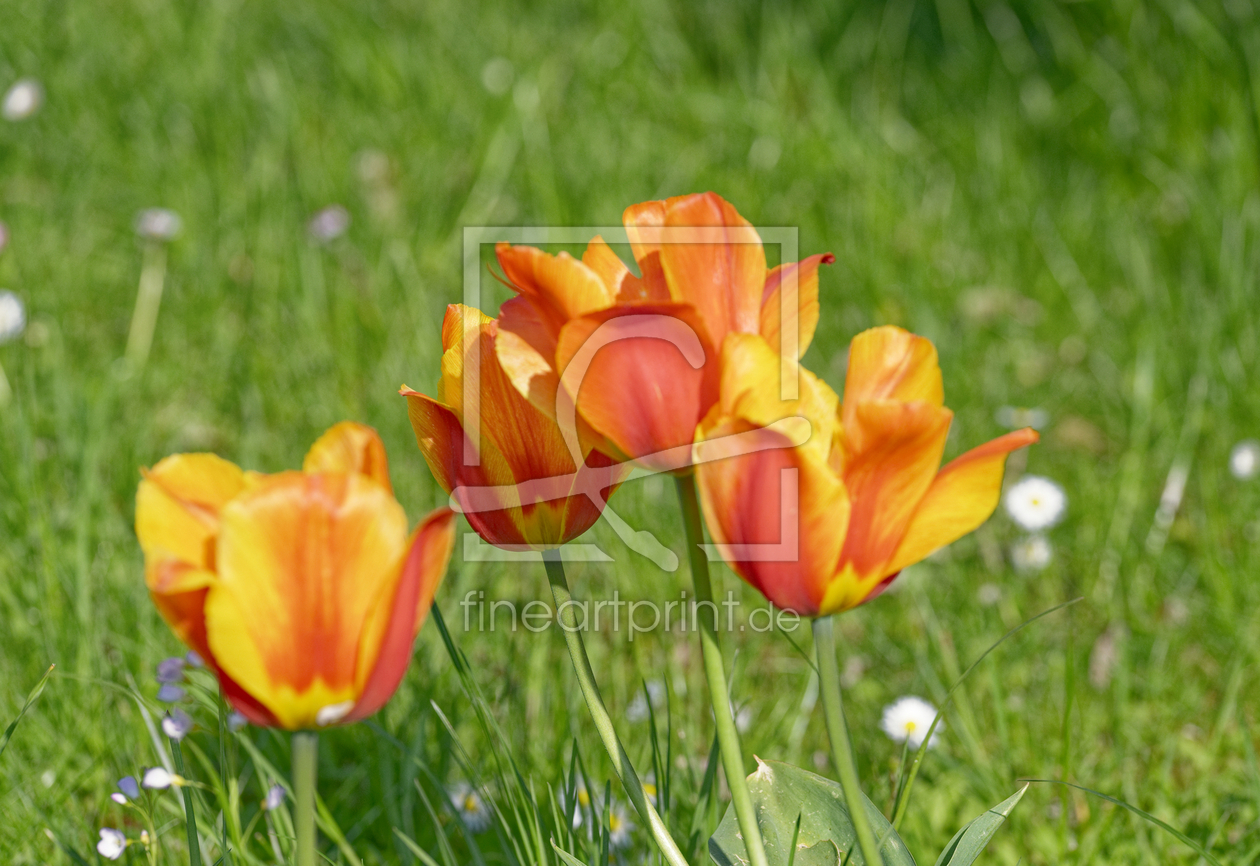Bild-Nr.: 12736703 Tulpen Family erstellt von XYRIUS