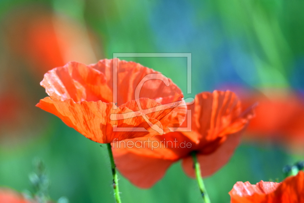 Bild-Nr.: 12736833 Mohn erstellt von GUGIGEI