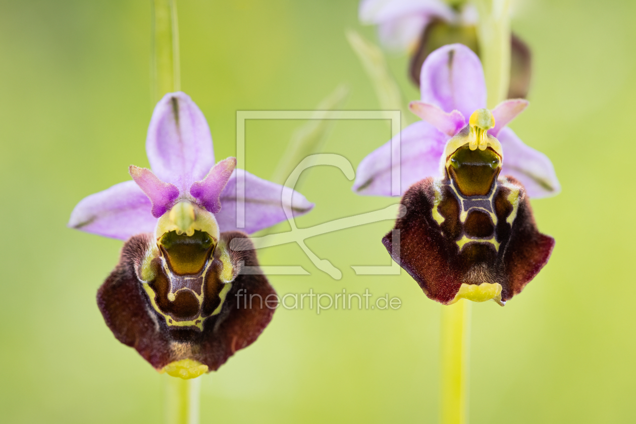 Bild-Nr.: 12736971 Hummel-Ragwurz erstellt von Daniela Beyer