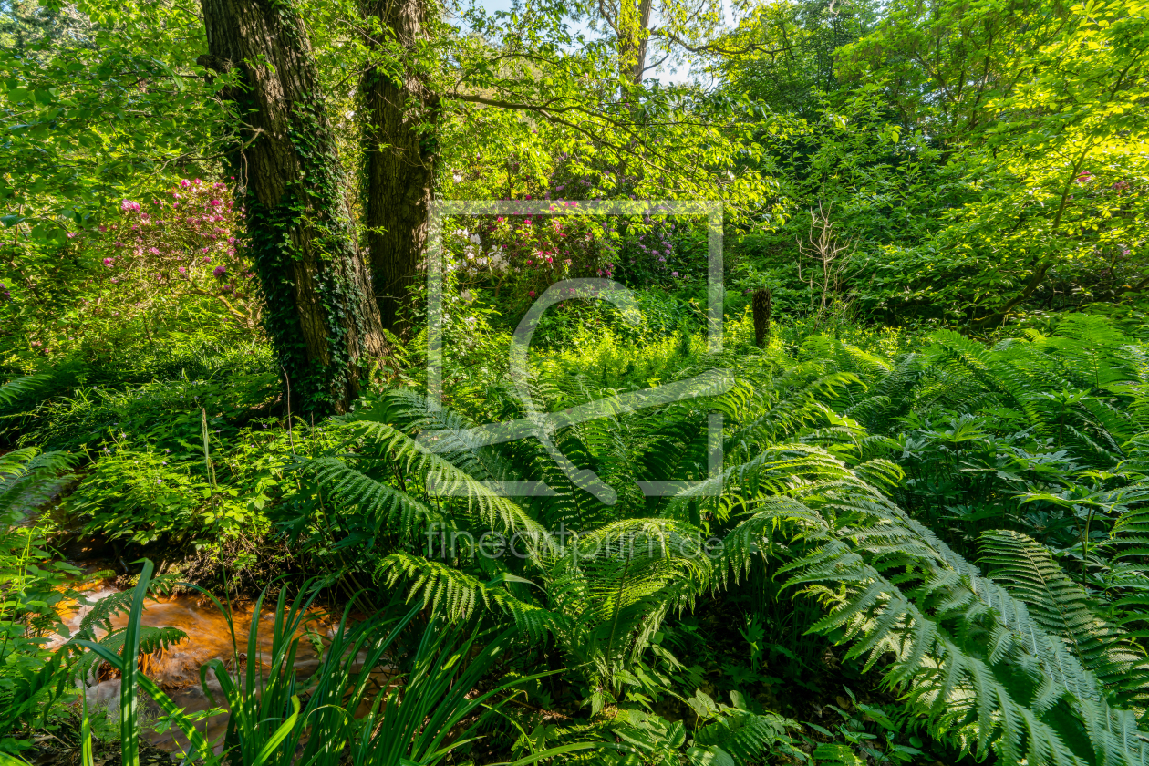 Bild-Nr.: 12737193 Adlerfarn am roten Bach im Rombergpark erstellt von volker heide