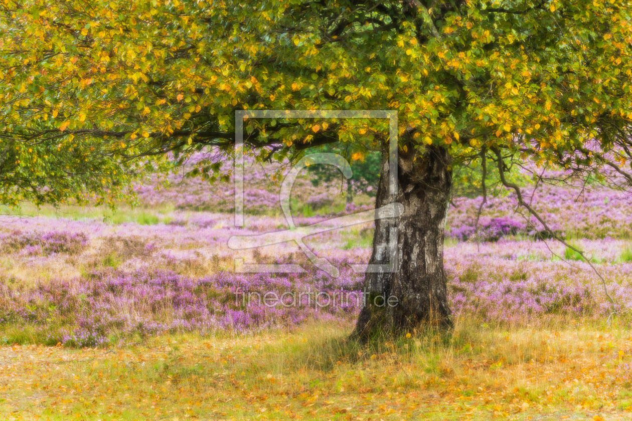 Bild-Nr.: 12737280 Alte Birke zur Heideblüte erstellt von Daniela Beyer