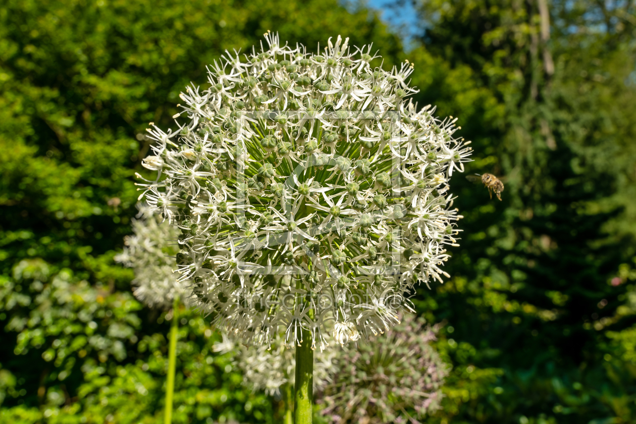 Bild-Nr.: 12738385 Blütenstand einer Allium mit Biene erstellt von volker heide