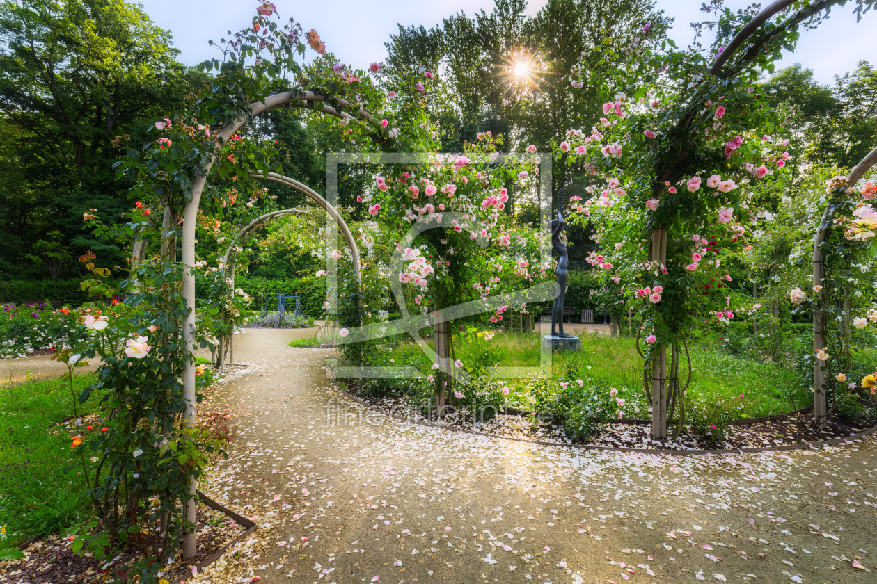 Bild-Nr.: 12738503 Rosengarten im Chemnitzer Stadtpark erstellt von Daniela Beyer