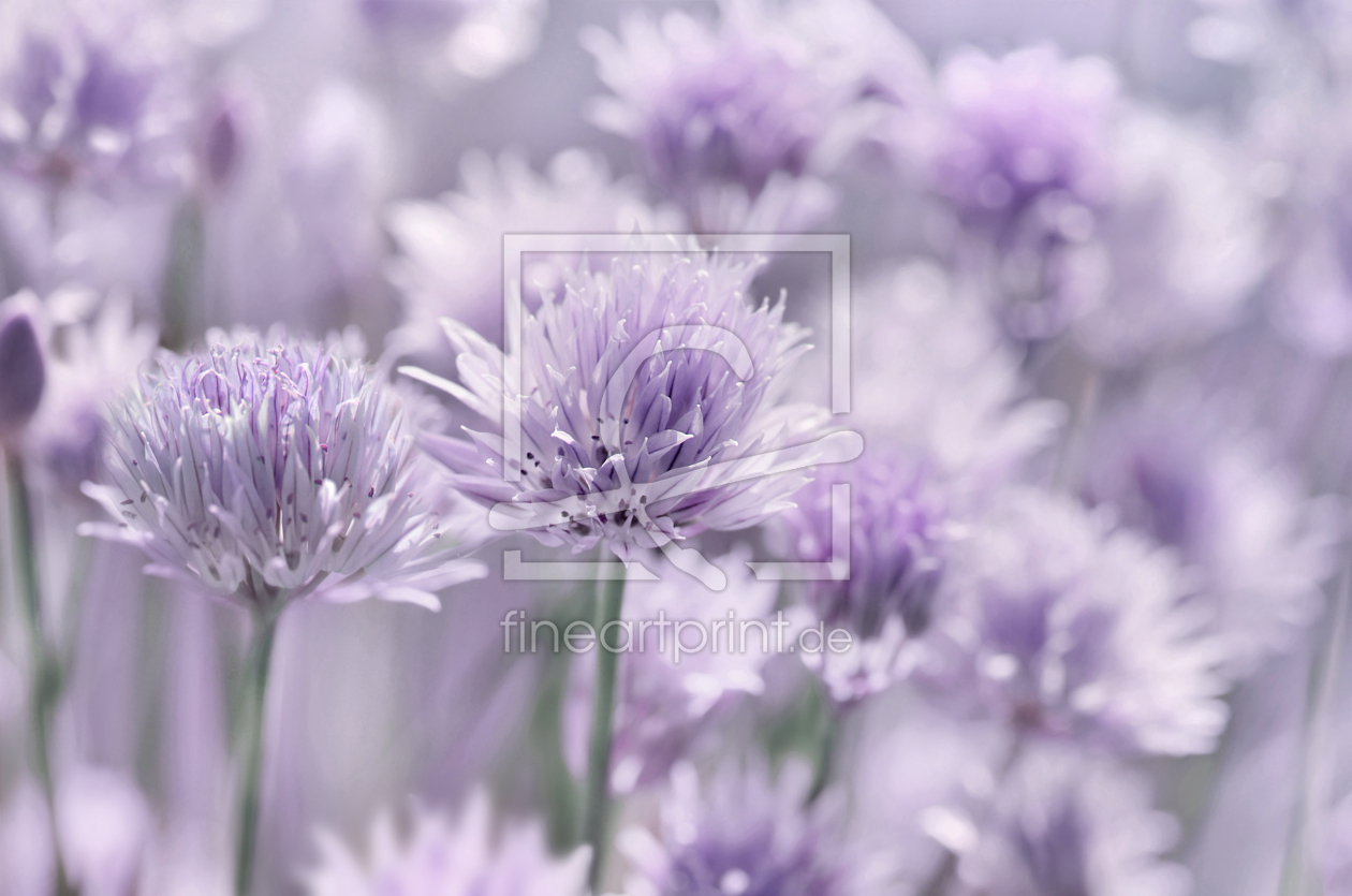 Bild-Nr.: 12738554 Allium erstellt von Atteloi