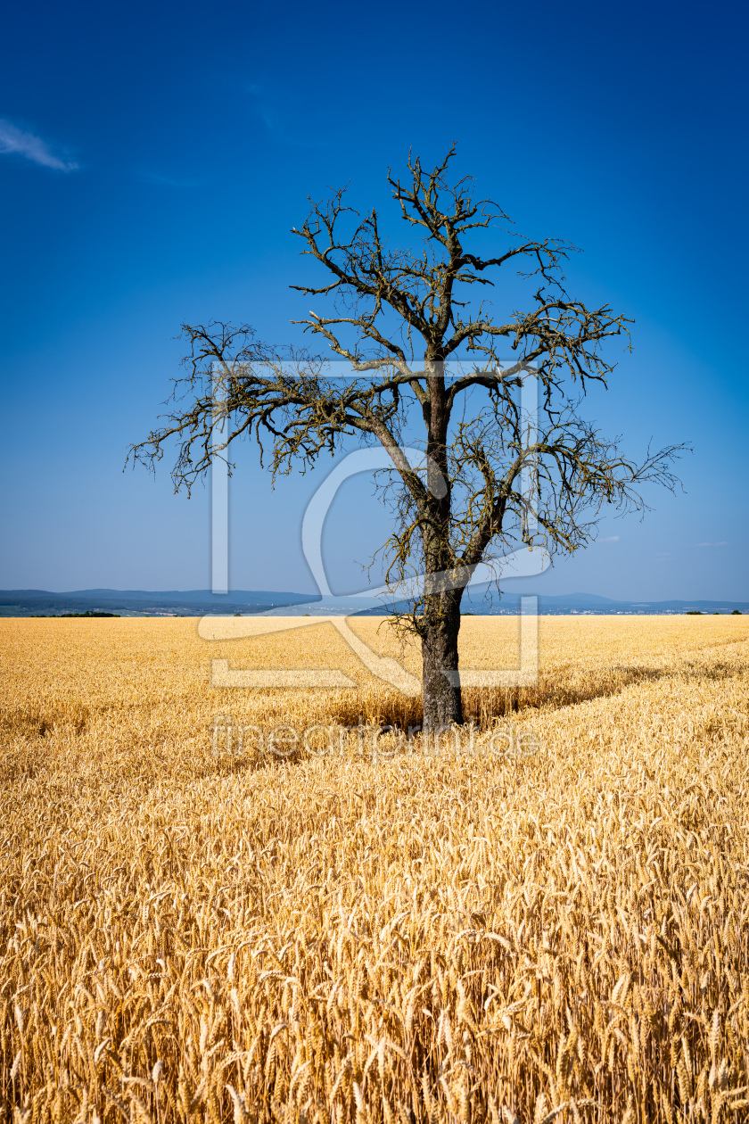 Bild-Nr.: 12738919 toter Baum im Weizenfeld 25 erstellt von Erhard Hess