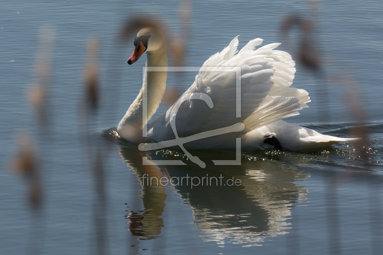 Bild-Nr.: 12739229 Schwan am Morgen erstellt von Holgerle