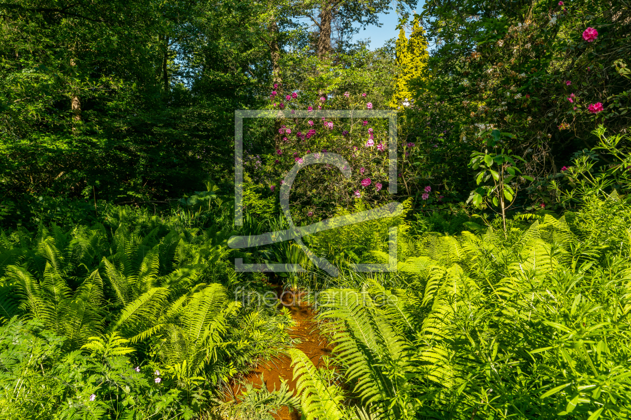 Bild-Nr.: 12739303 früher Morgen am roten Bach im Rombergpark erstellt von volker heide