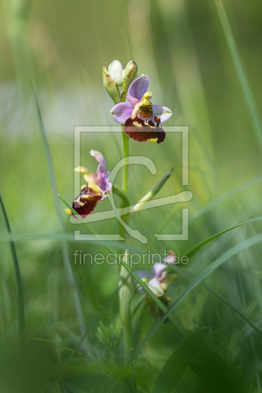 Bild-Nr.: 12739346 Hummel-Ragwurz erstellt von SusaZoom