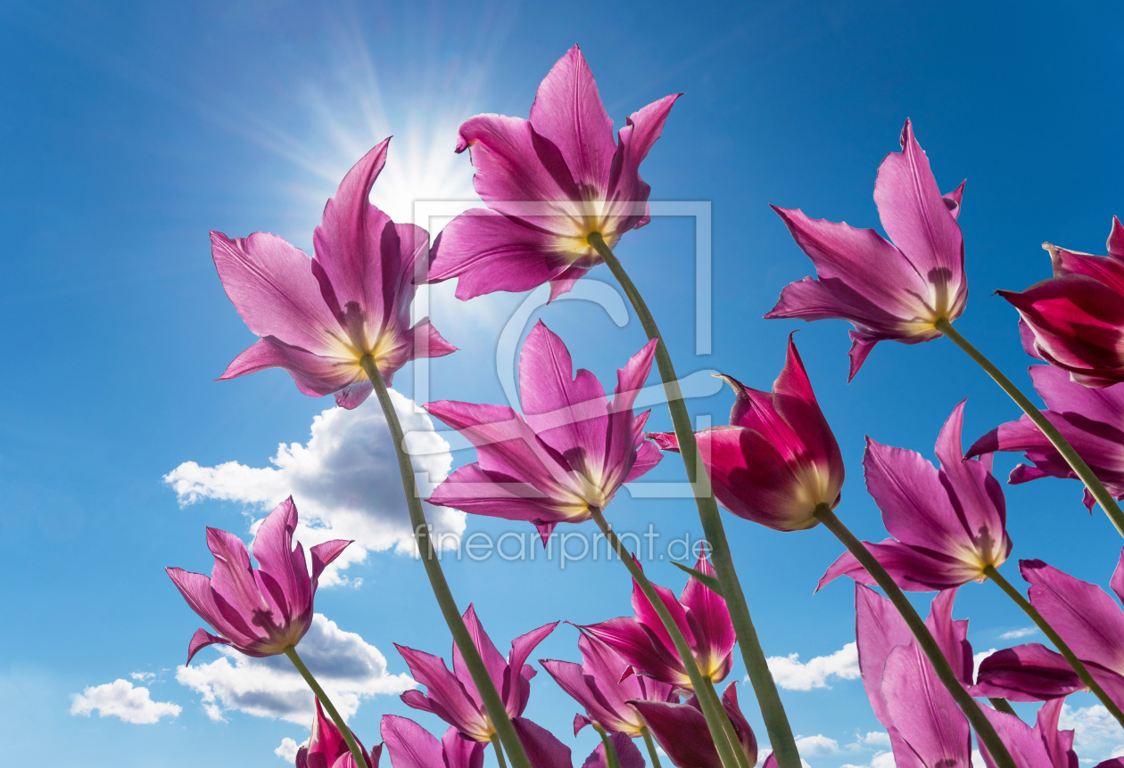 Bild-Nr.: 12739586 Lila Tulpen erstellt von SusaZoom
