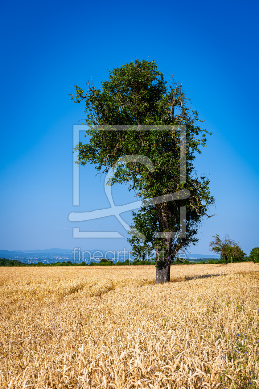 Bild-Nr.: 12739593 Baum im Weizenfeld 04 erstellt von Erhard Hess