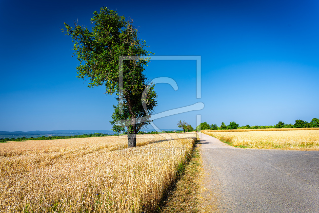 Bild-Nr.: 12739594 Baum im Weizenfeld 86 erstellt von Erhard Hess