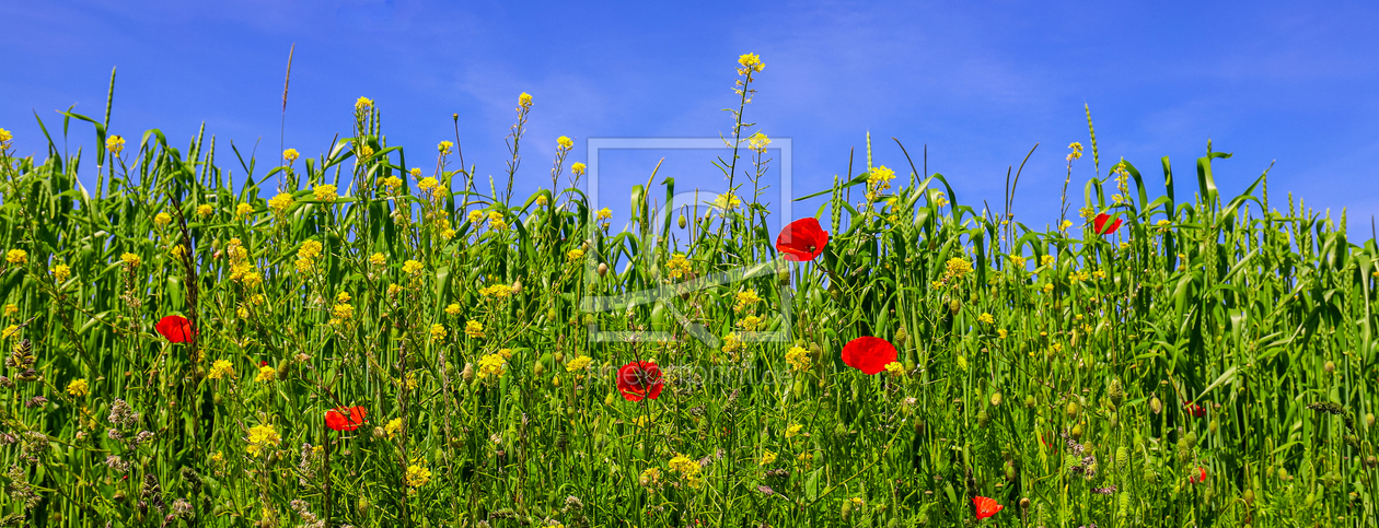 Bild-Nr.: 12739668 Sommer erstellt von Amazone54