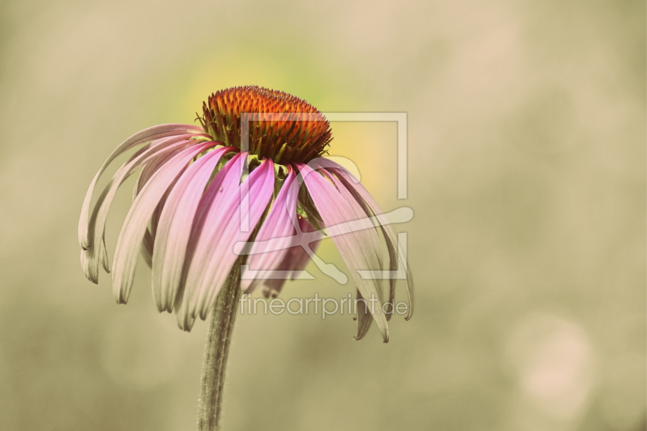 Bild-Nr.: 12740284 Echinacea erstellt von GUGIGEI