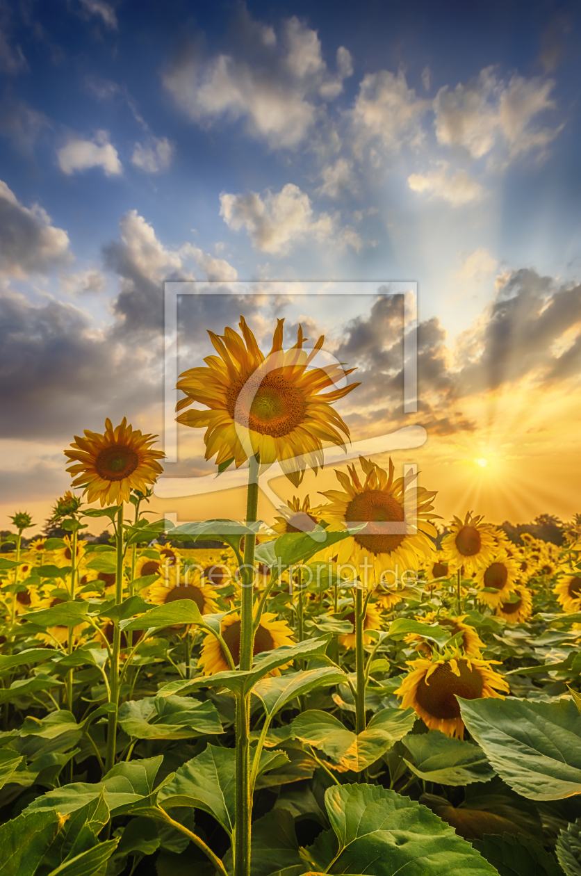 Bild-Nr.: 12740397 Sonnenblumen im Sonnenuntergang erstellt von Melanie Viola