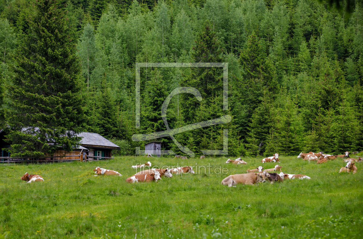 Bild-Nr.: 12740406 Kühe auf der Alm erstellt von wompus