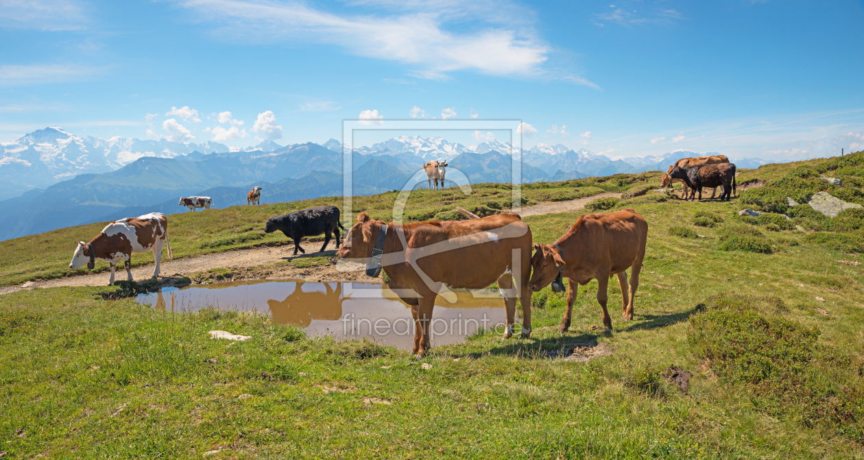 Bild-Nr.: 12740538 Herde am Niederhorn Schweizer Alpenlandschaft erstellt von SusaZoom