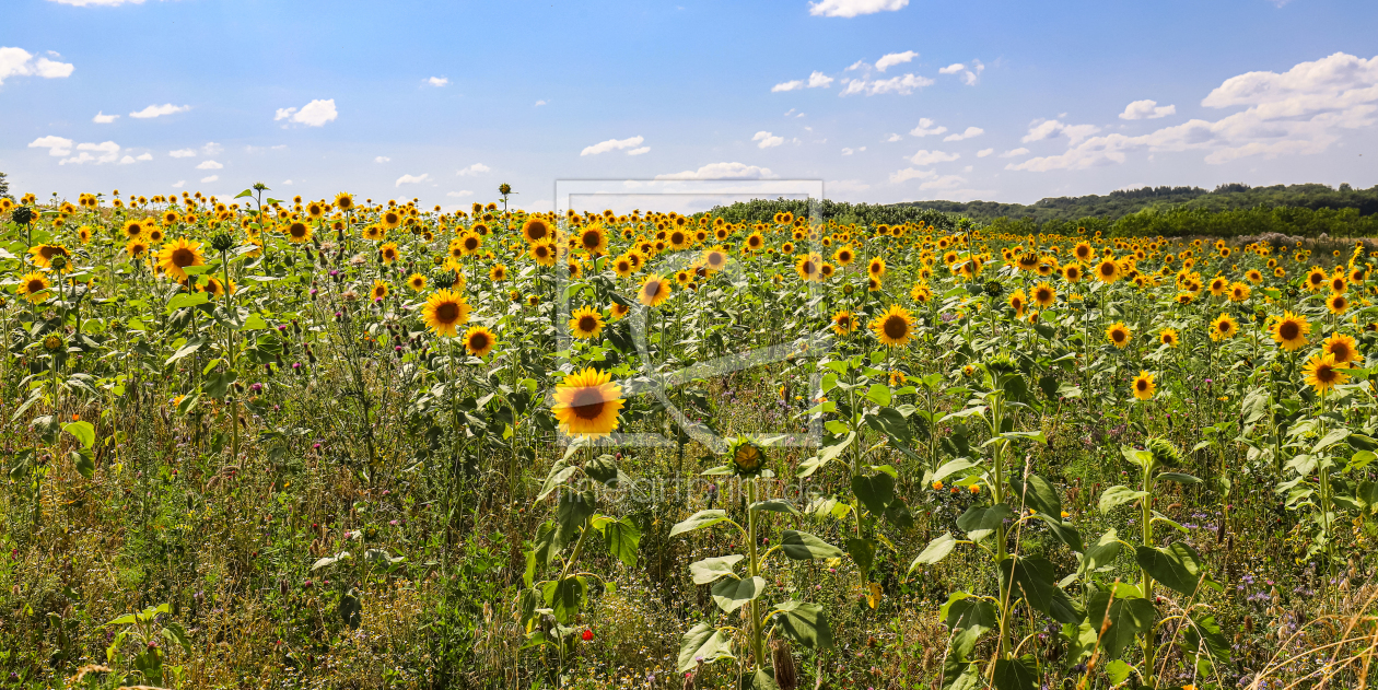 Bild-Nr.: 12740609 Sonnenblumenfeld erstellt von Amazone54