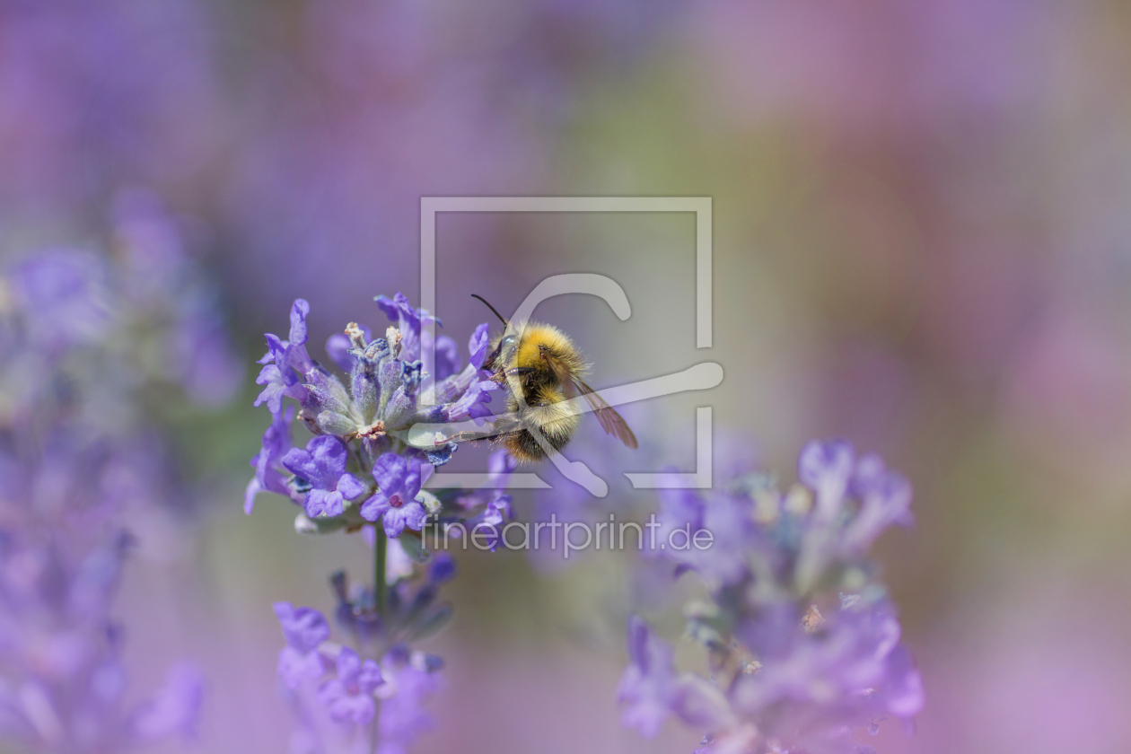 Bild-Nr.: 12741309 Hummel auf Lavendel erstellt von SusaZoom