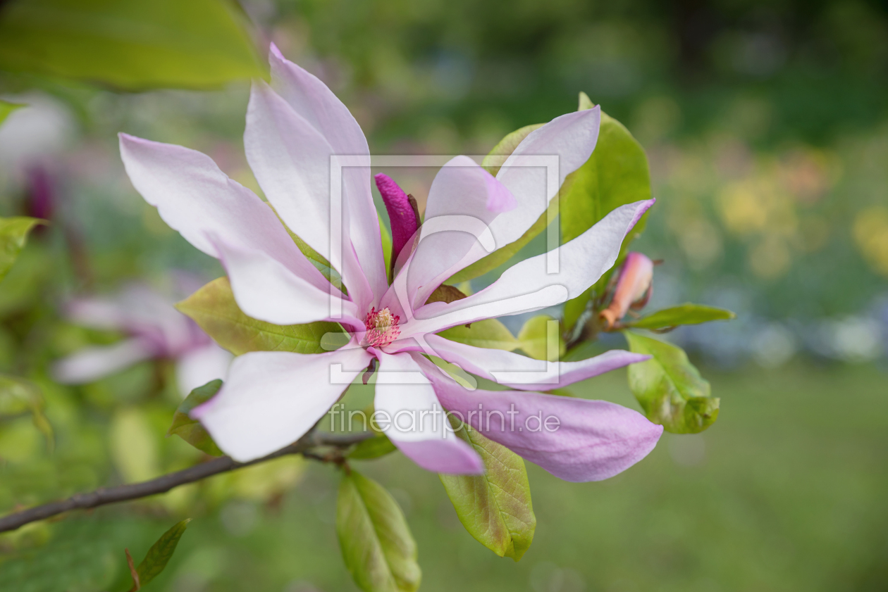 Bild-Nr.: 12741584 Magnolienblüte erstellt von SusaZoom