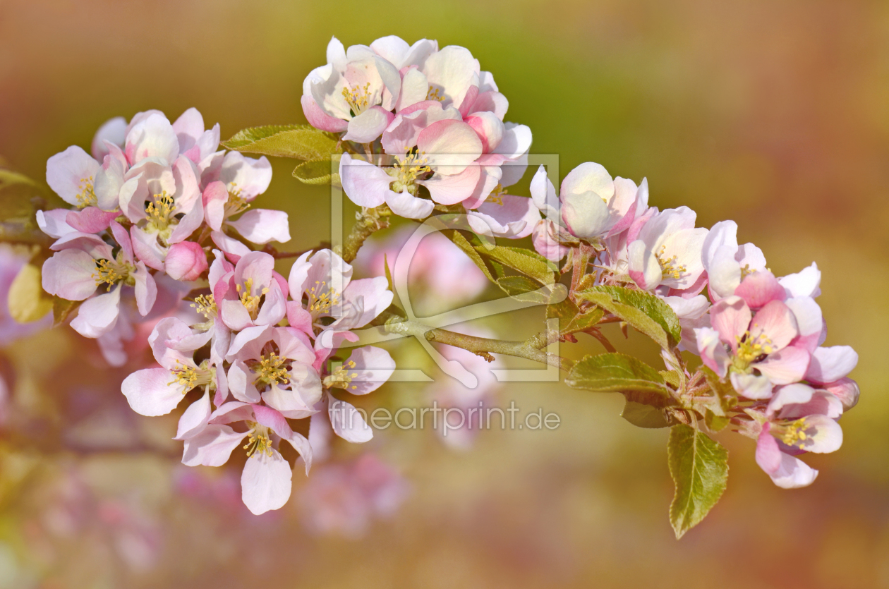 Bild-Nr.: 12741702 Frühlingsblüten erstellt von Atteloi