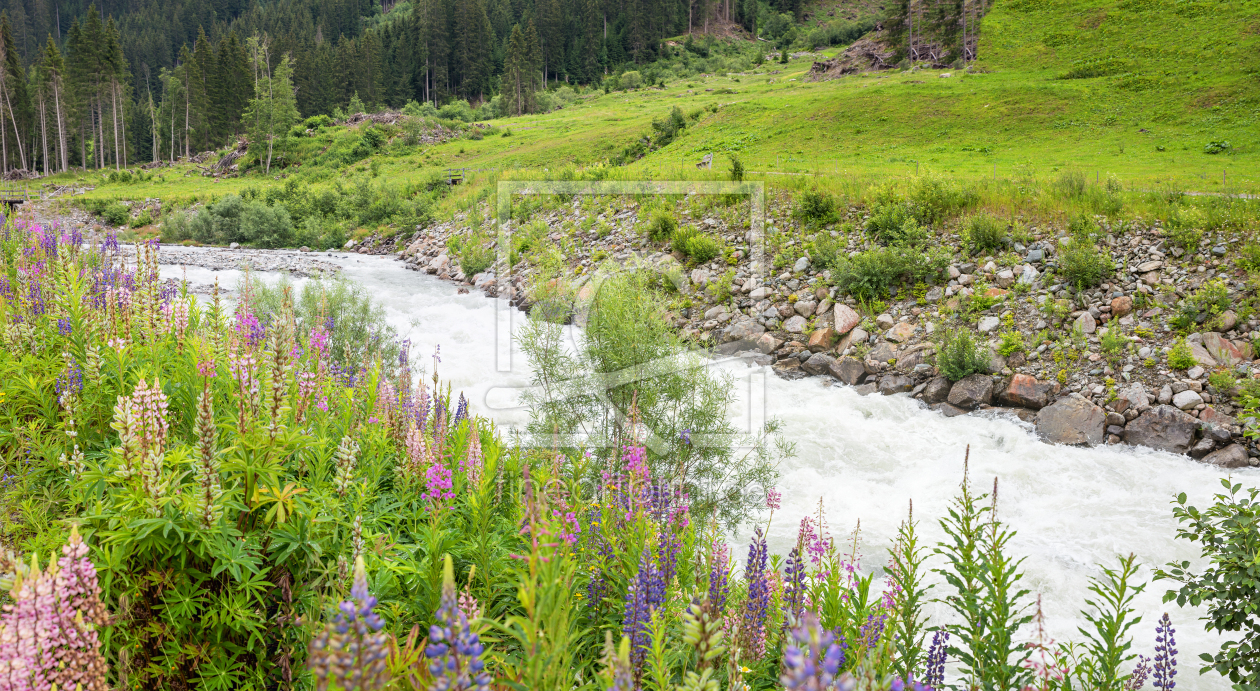 Bild-Nr.: 12741703 Lupinen am Fluss erstellt von SusaZoom