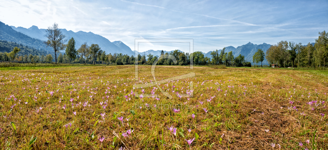 Bild-Nr.: 12741708 Herbstzeitlosen im Murnauer Moos erstellt von SusaZoom