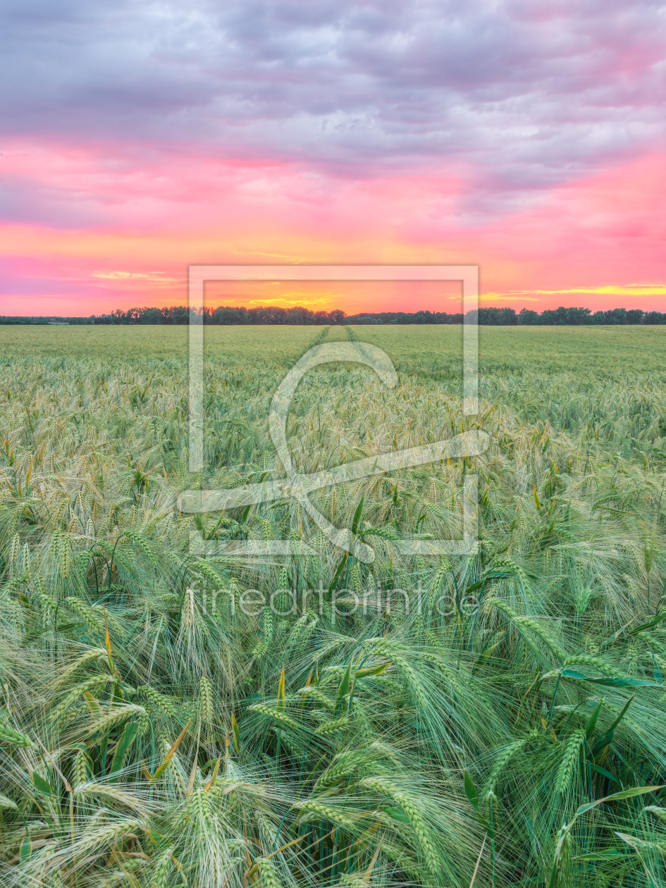 Bild-Nr.: 12741846 Sonnenuntergang im jungen Gerstenfeld erstellt von Michael Valjak