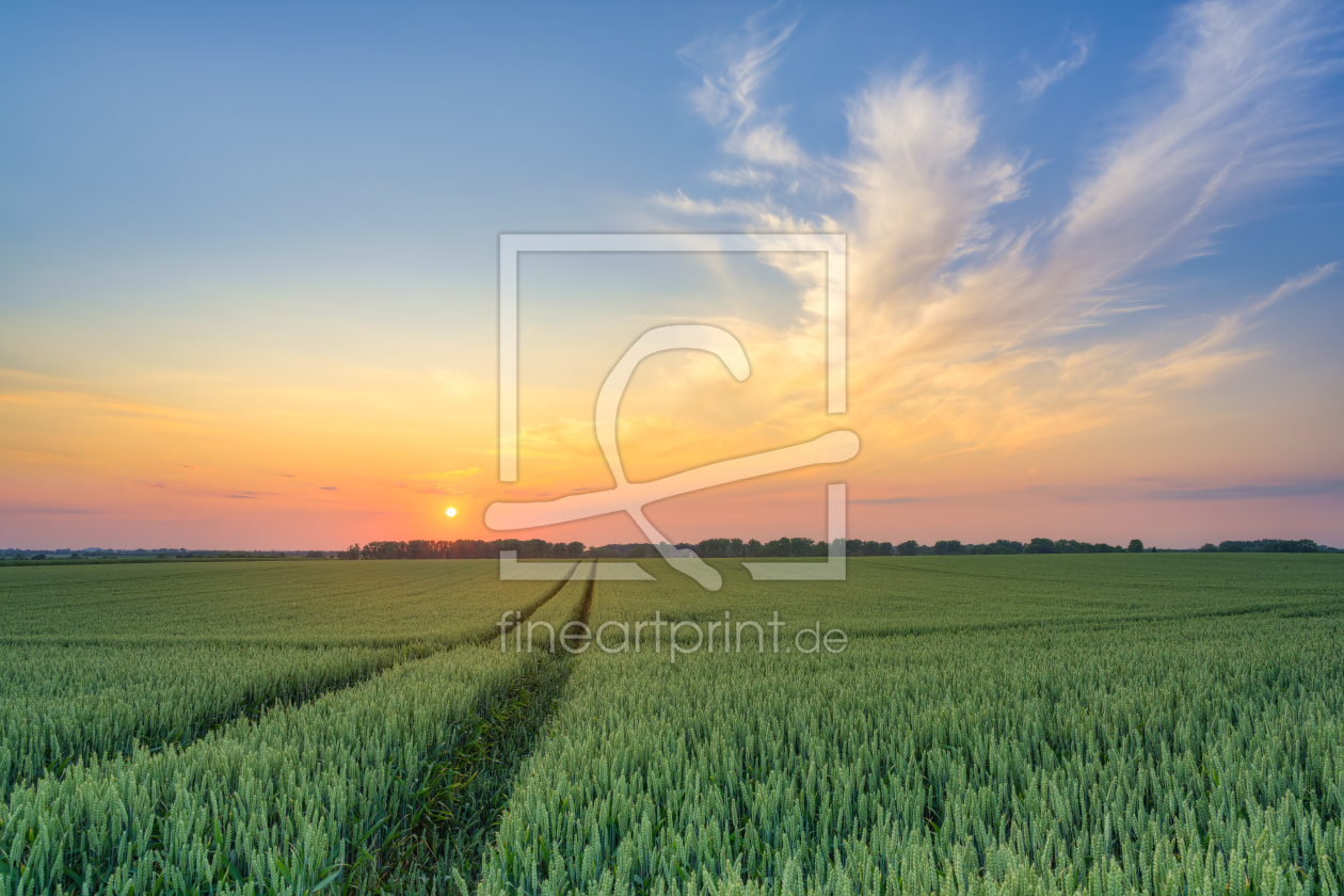 Bild-Nr.: 12741848 Sonnenuntergang im Weizenfeld erstellt von Michael Valjak