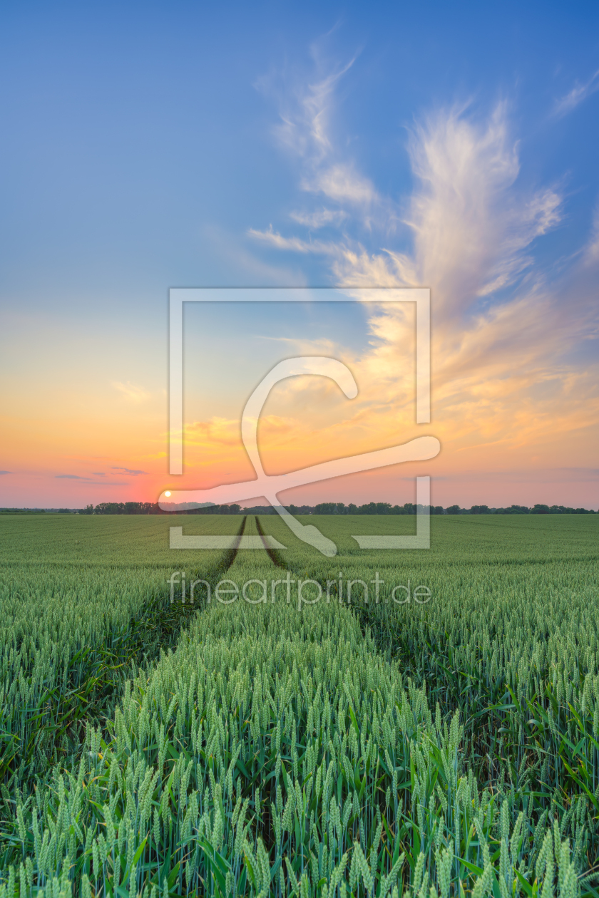 Bild-Nr.: 12742004 Sonnenuntergang im Weizenfeld erstellt von Michael Valjak