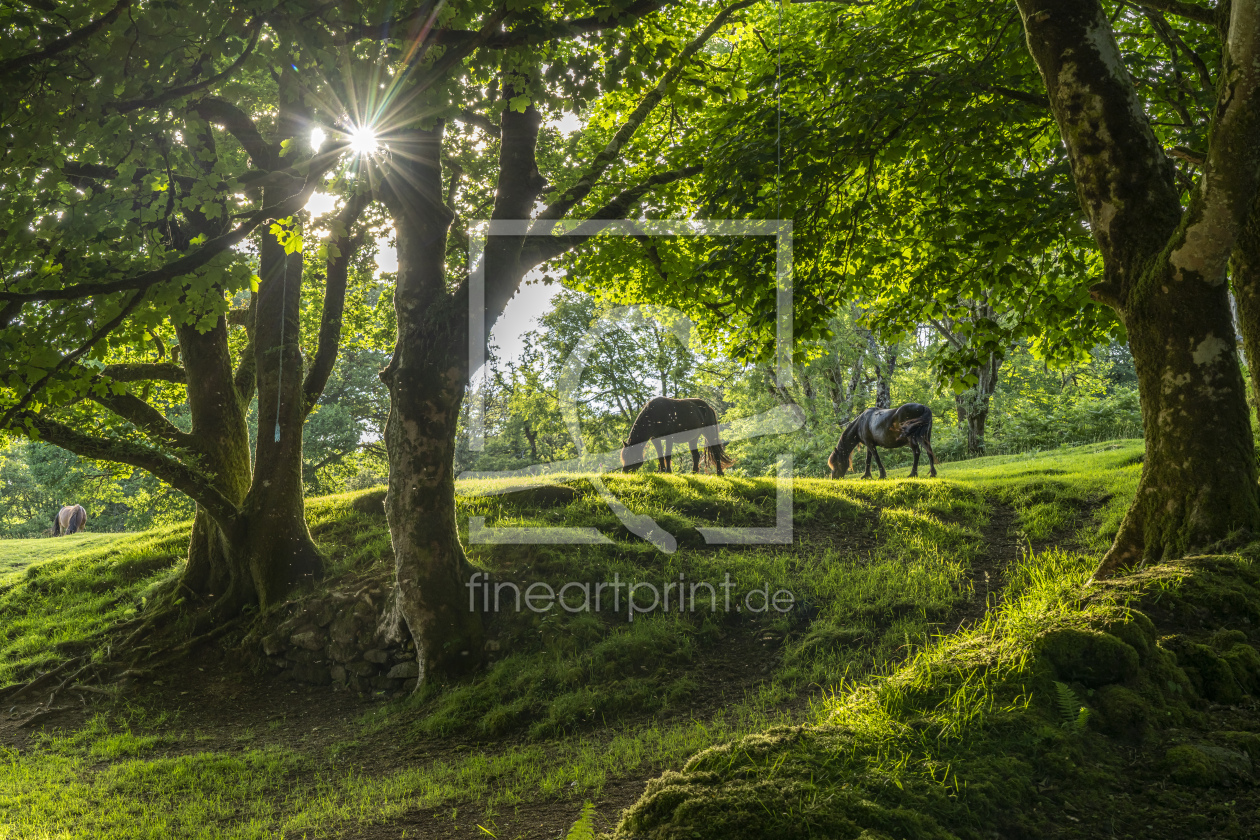 Bild-Nr.: 12742499 Pferde im Dartmoor erstellt von reisefoto