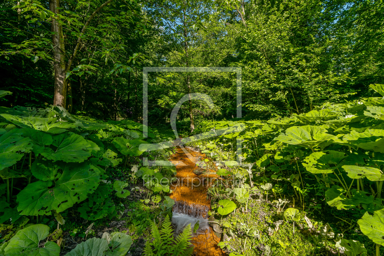 Bild-Nr.: 12742686 Sonnenaufgang am roten Bach im Rombergpark erstellt von volker heide